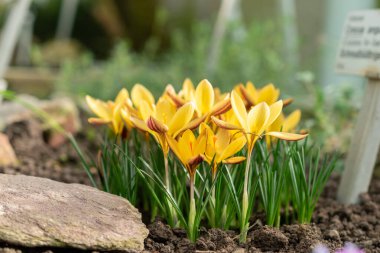 Saint, Gallen, İsviçre, 10 Şubat 2024 Crocus Angustifolius ya da botanik bahçesindeki altın renkli çiçek örtüsü.