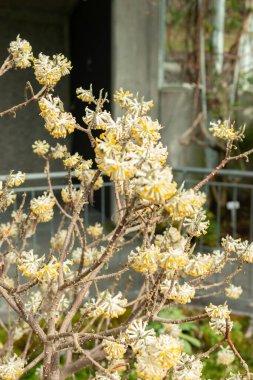 Saint, Gallen, İsviçre, 10 Şubat 2024 Edgeworthia Chrysantha veya botanik bahçesindeki doğulu kağıt bitkisi