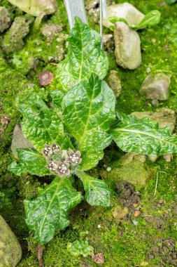 Saint, Gallen, İsviçre, 10 Şubat 2024 Mandragora Ofisi veya botanik bahçesindeki adamotu fabrikası