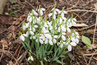 Saint, Gallen, İsviçre, 10 Şubat 2024 Galanthus Gracilis botanik bahçesindeki çiçekler