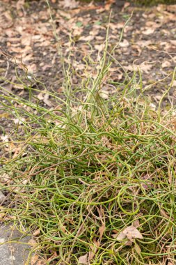 Saint, Gallen, İsviçre, 10 Şubat 2024 Juncus Effusus ya da botanik bahçesindeki alelade bir acil durum bitkisi