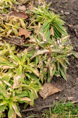 Saint, Gallen, İsviçre, 10 Şubat 2024 Dianthus Barbatus veya botanik bahçesindeki tatlı William bitkisi