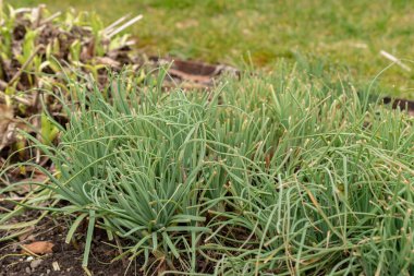 Saint, Gallen, İsviçre, 10 Şubat 2024 Asphodeline Lutea veya kralların botanik bahçesindeki mızrak fabrikası