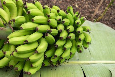 Saint, Gallen, İsviçre, 10 Şubat 2024 Musa Acuminata veya botanik bahçesindeki muz bitkisi