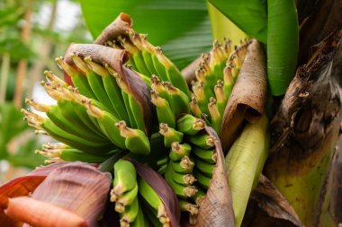 Saint, Gallen, İsviçre, 10 Şubat 2024 Musa Acuminata veya botanik bahçesindeki muz bitkisi