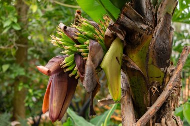 Saint, Gallen, İsviçre, 10 Şubat 2024 Musa Acuminata veya botanik bahçesindeki muz bitkisi