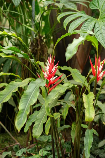 stock image Saint, Gallen, Switzerland, February 10, 2024 Heliconia Angusta plant at the botanical garden