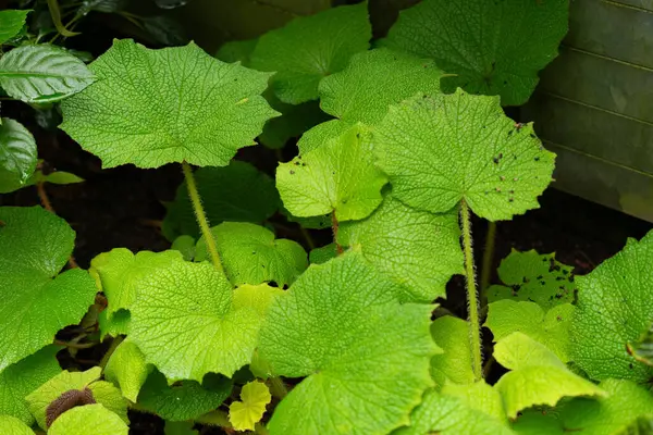 Saint, Gallen, İsviçre, 10 Şubat 2024 Begonia Acida bitkisi botanik bahçesinde.