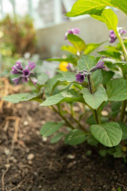 Saint Gallen, İsviçre, 2 Mart 2024 Botanik Bahçesindeki Physochlaina Macrophylla bitkisi