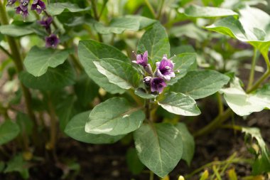 Saint Gallen, İsviçre, 2 Mart 2024 Botanik Bahçesindeki Physochlaina Macrophylla bitkisi