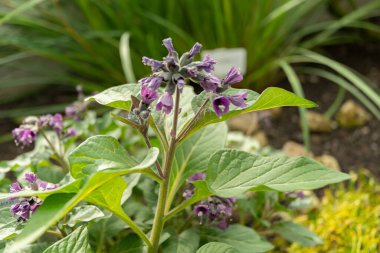 Saint Gallen, İsviçre, 2 Mart 2024 Botanik Bahçesindeki Physochlaina Macrophylla bitkisi