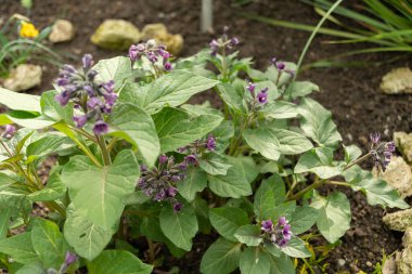 Saint Gallen, İsviçre, 2 Mart 2024 Botanik Bahçesindeki Physochlaina Macrophylla bitkisi