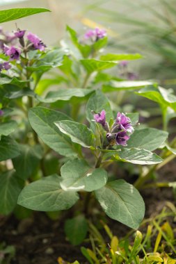 Saint Gallen, İsviçre, 2 Mart 2024 Botanik Bahçesindeki Physochlaina Macrophylla bitkisi