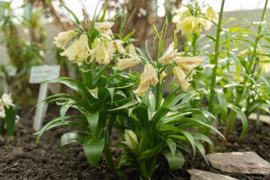 Saint Gallen, İsviçre, 2 Mart 2024 Fritillaria Raddeana bitkisi botanik bahçesinde