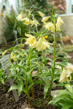 Saint Gallen, İsviçre, 2 Mart 2024 Fritillaria Raddeana bitkisi botanik bahçesinde