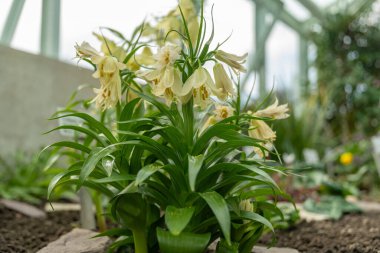 Saint Gallen, İsviçre, 2 Mart 2024 Fritillaria Raddeana bitkisi botanik bahçesinde