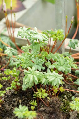 Saint Gallen, İsviçre, 2 Mart 2024 Oxalis Adenophylla veya botanik bahçesindeki gümüş yonca fabrikası