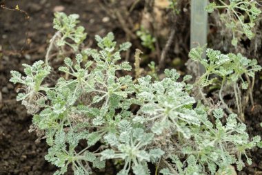 Saint Gallen, İsviçre, 2 Mart 2024 Botanik Bahçesindeki Tanasetum Argenteum fabrikası