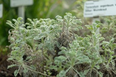 Saint Gallen, İsviçre, 2 Mart 2024 Botanik Bahçesindeki Tanasetum Argenteum fabrikası