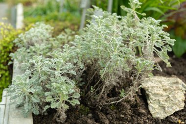 Saint Gallen, İsviçre, 2 Mart 2024 Botanik Bahçesindeki Tanasetum Argenteum fabrikası