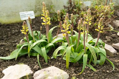 Saint Gallen, İsviçre, 2 Mart 2024 Lachenalia Orchioides veya botanik bahçesindeki inek fidanı gibi orkide