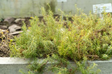 Saint Gallen, İsviçre, 2 Mart 2024 Penstemon Pinifolius veya botanik bahçesindeki çam yapraklı kalem fabrikası