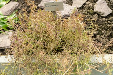 Saint Gallen, İsviçre, 2 Mart 2024 Stevia Purpurea bitkisi botanik bahçesinde.