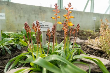 Saint Gallen, İsviçre, 2 Mart 2024 Lachenalia Aloides, Botanik Bahçesi.