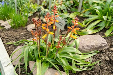 Saint Gallen, İsviçre, 2 Mart 2024 Lachenalia Aloides, Botanik Bahçesi.