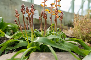 Saint Gallen, İsviçre, 2 Mart 2024 Lachenalia Aloides, Botanik Bahçesi.