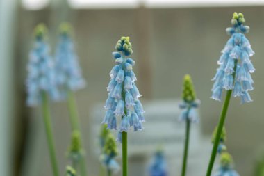 Saint Gallen, İsviçre, 2 Mart 2024 Muscari Pseudomuscari veya botanik bahçesindeki tebeşir üzümü sümbülü bitkisi
