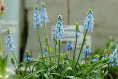 Saint Gallen, İsviçre, 2 Mart 2024 Muscari Pseudomuscari veya botanik bahçesindeki tebeşir üzümü sümbülü bitkisi