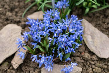 Saint Gallen, İsviçre, 2 Mart 2024 Chionodoxa Sardensis veya botanik bahçesindeki kar bitkisinin daha az zaferi.