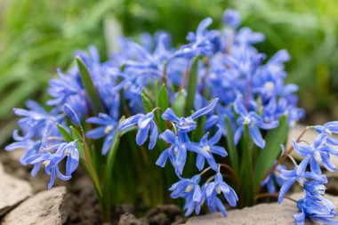 Saint Gallen, İsviçre, 2 Mart 2024 Chionodoxa Sardensis veya botanik bahçesindeki kar bitkisinin daha az zaferi.