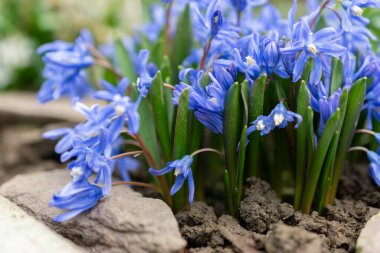 Saint Gallen, İsviçre, 2 Mart 2024 Chionodoxa Sardensis veya botanik bahçesindeki kar bitkisinin daha az zaferi.