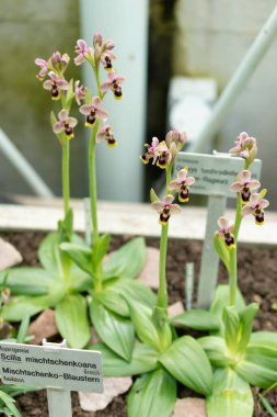 Saint Gallen, İsviçre, 2 Mart 2024 Ophris Tenthredinifera veya botanik bahçesindeki sawfly orkidesi