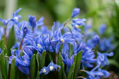 Saint Gallen, İsviçre, 2 Mart 2024 Chionodoxa Sardensis veya botanik bahçesindeki kar bitkisinin daha az zaferi.