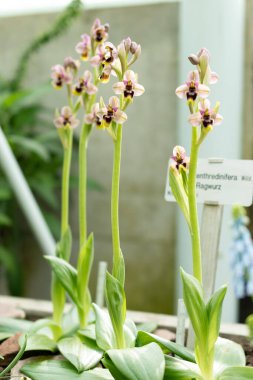 Saint Gallen, İsviçre, 2 Mart 2024 Ophris Tenthredinifera veya botanik bahçesindeki sawfly orkidesi