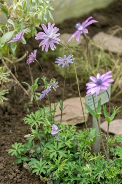 Saint Gallen, İsviçre, 2 Mart 2024 Anemone Hortensis veya botanik bahçesindeki geniş yapraklı anemon bitkisi