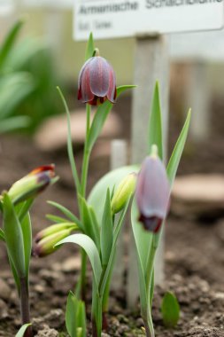 Saint Gallen, İsviçre, 2 Mart 2024 Fritillaria Ermenistan Bitkisi Botanik Bahçesi