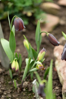Saint Gallen, İsviçre, 2 Mart 2024 Fritillaria Ermenistan Bitkisi Botanik Bahçesi