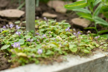 Saint Gallen, İsviçre, 2 Mart 2024 Cymbalaria Mikrokaliks fabrikası botanik bahçesinde