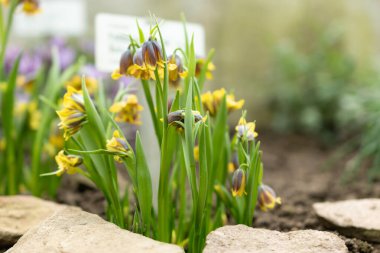 Saint Gallen, İsviçre, 2 Mart 2024 Fritillaria Pinardii çiçekleri botanik bahçesinde