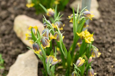 Saint Gallen, İsviçre, 2 Mart 2024 Fritillaria Pinardii çiçekleri botanik bahçesinde