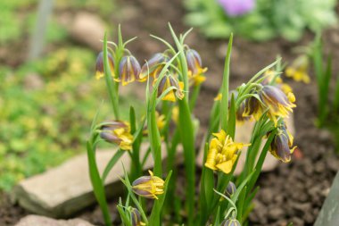 Saint Gallen, İsviçre, 2 Mart 2024 Fritillaria Pinardii çiçekleri botanik bahçesinde
