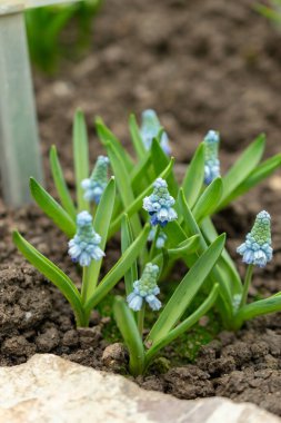 Saint Gallen, İsviçre, 2 Mart 2024 Muscari Azureum veya botanik bahçesindeki mavi üzüm sümbülü bitkisi