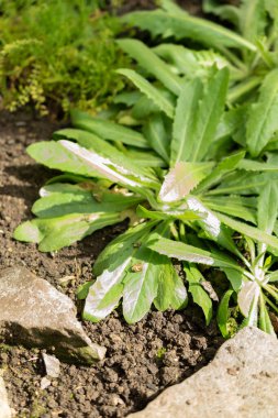 Saint Gallen, İsviçre, 2 Mart 2024 Tolpis Virgata fabrikası Botanik Bahçesi