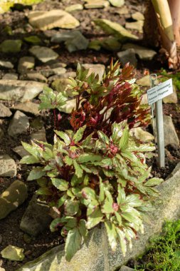 Saint Gallen, İsviçre, 2 Mart 2024 Paeonia Kambessedesii ya da botanik bahçesindeki balkulak şakayığı bitkisi