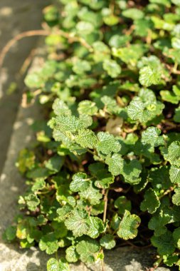 Saint Gallen, İsviçre, 2 Mart 2024 Rubus Calycinoides bitkisi botanik bahçesinde