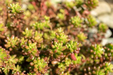 Saint Gallen, İsviçre, 2 Mart 2024 Sedum X Rubrotinctum veya botanik bahçesindeki jelibon bitkisi